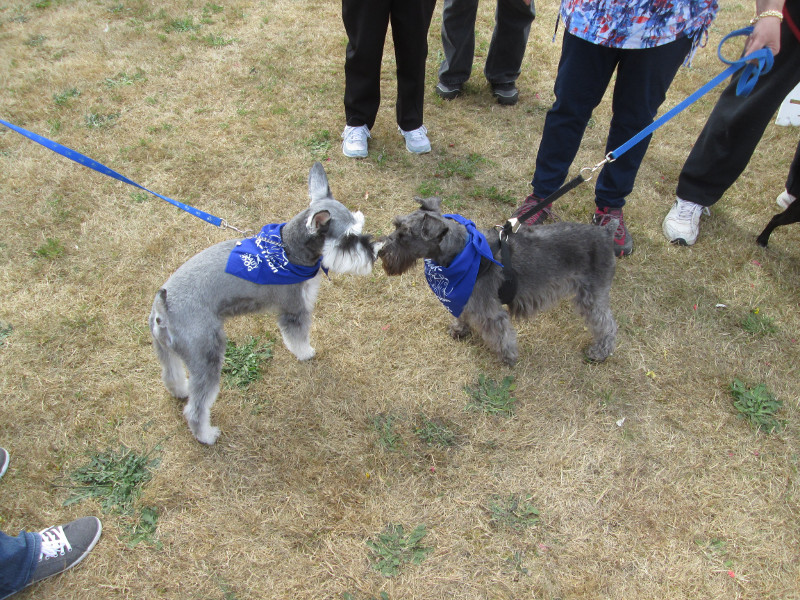 DoggieEvent2016_Doubles