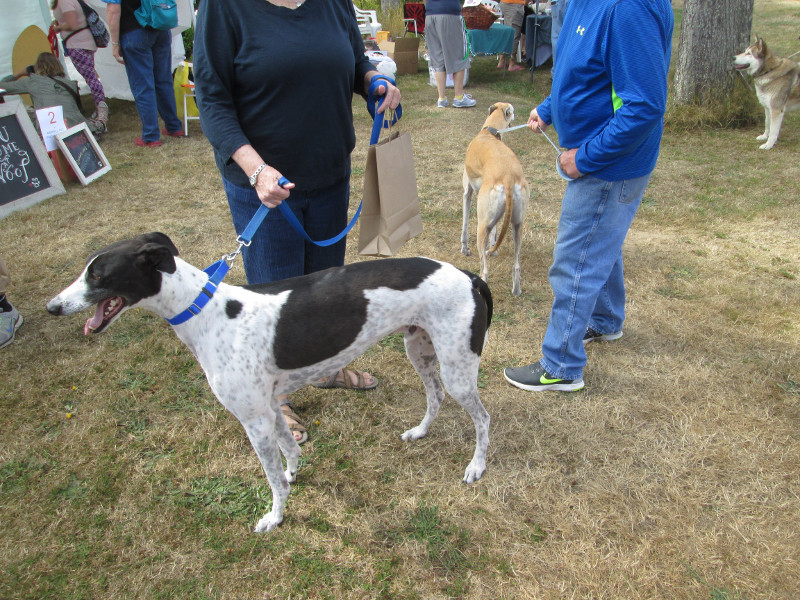 DoggieEvent2016_Greyhounds