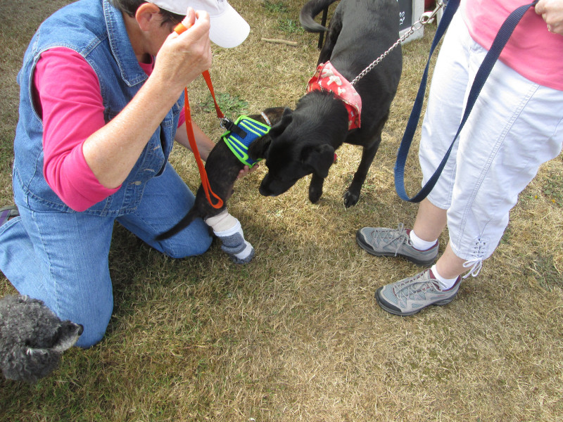 DoggieEvent2016_RescuePuppywithBrokenLeg